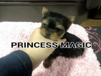 Rinnosukeベビー。プリンセスマジック犬舎