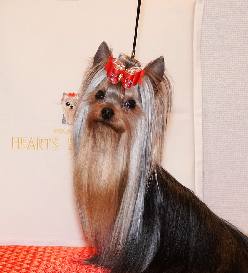 あられママさん』のハンドメイド | ヨーキー:ヨークシャーテリア専門