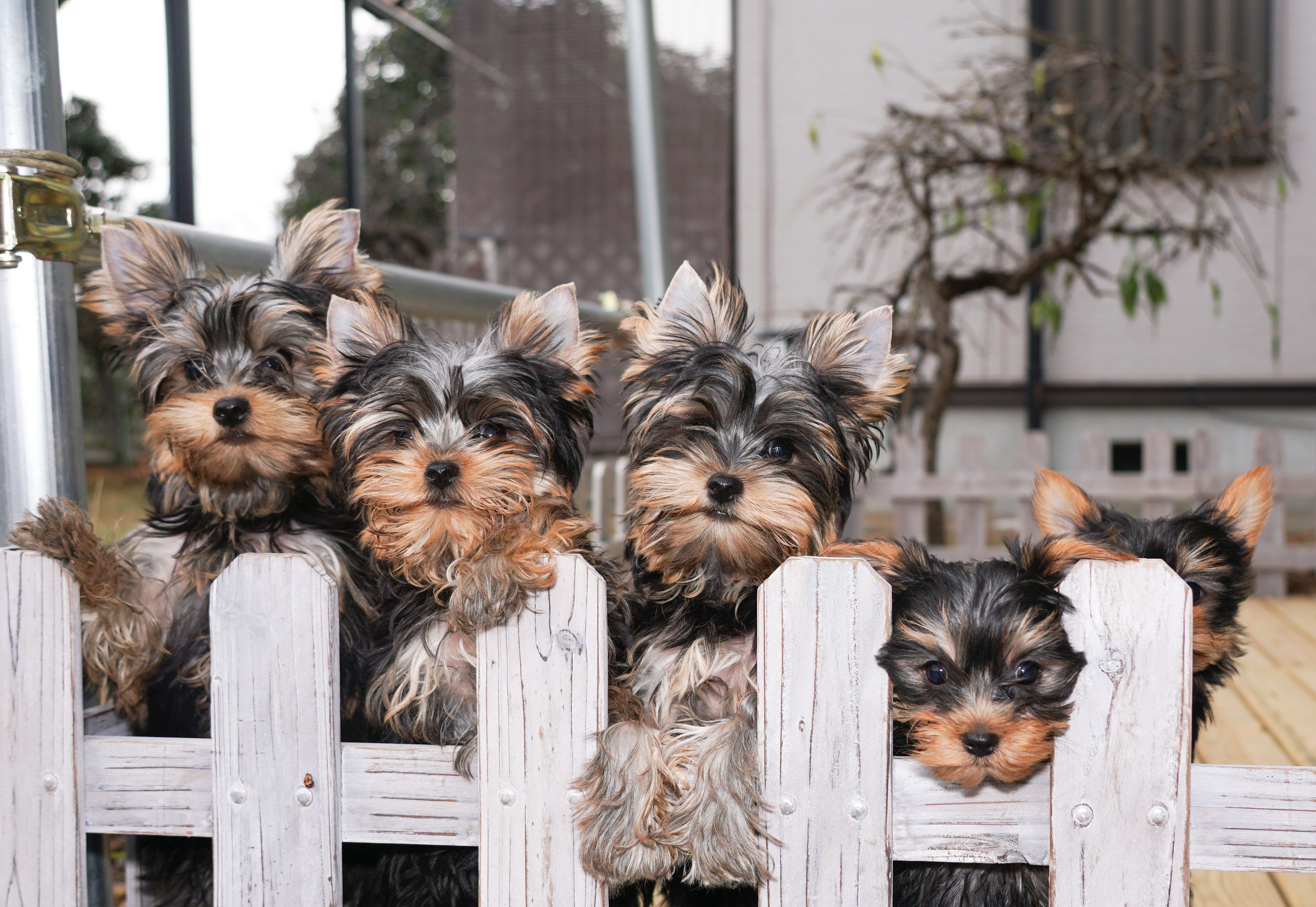 ぱぴぃず ヨーキー ヨークシャーテリア専門ブリーダー Yorkies To Love