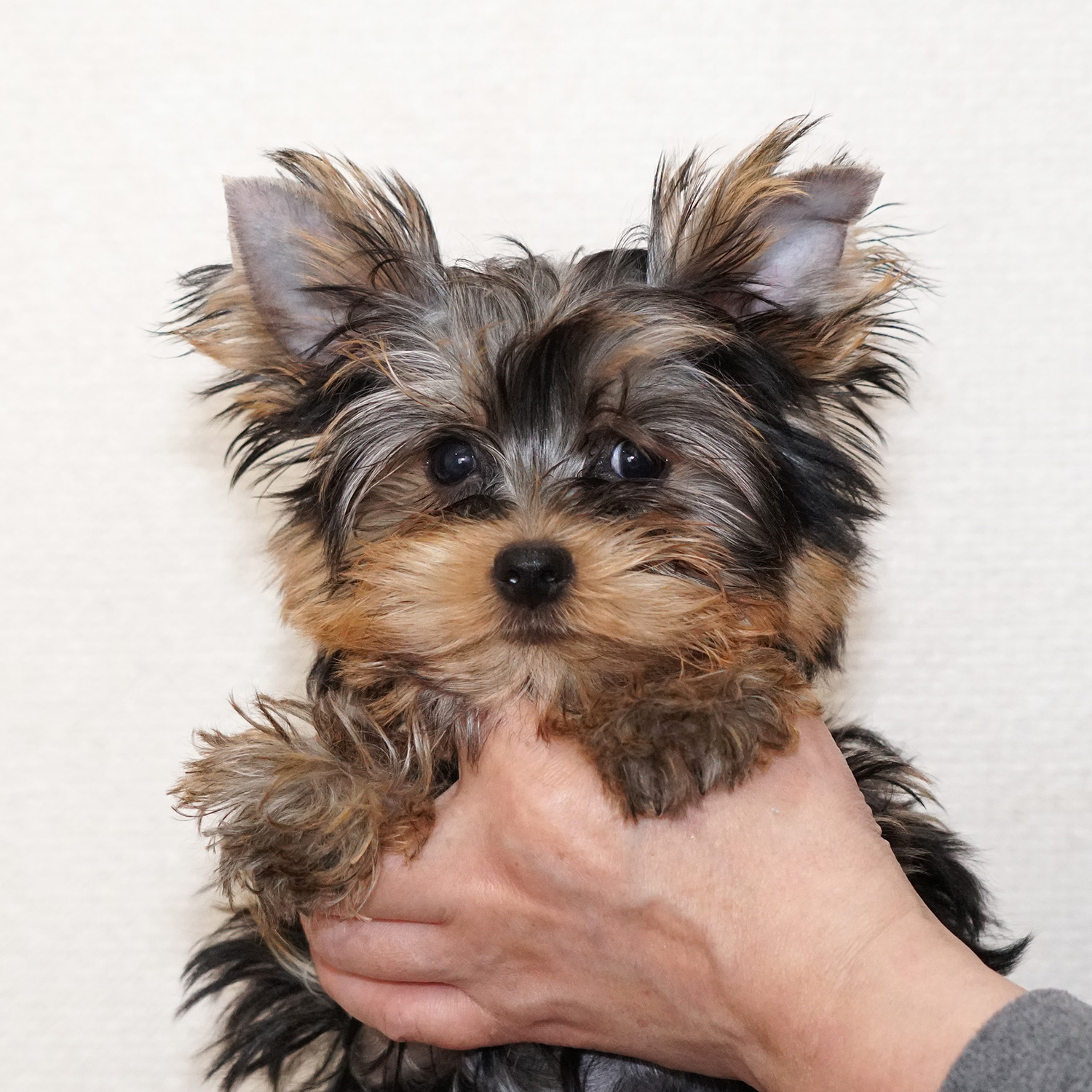 ぱぴぃず ヨーキー ヨークシャーテリア専門ブリーダー Yorkies To Love
