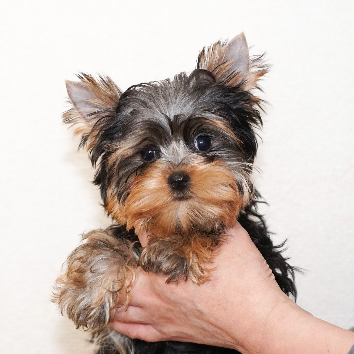 ぱぴぃず ヨーキー ヨークシャーテリア専門ブリーダー Yorkies To Love